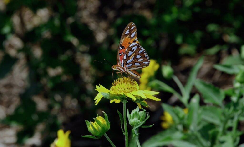 butterfly, nature, insect, wings, pollinate, pollination