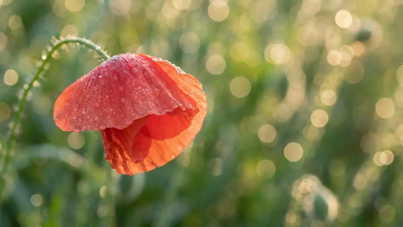 Bokeh_photography_macro_202601081026 (1)