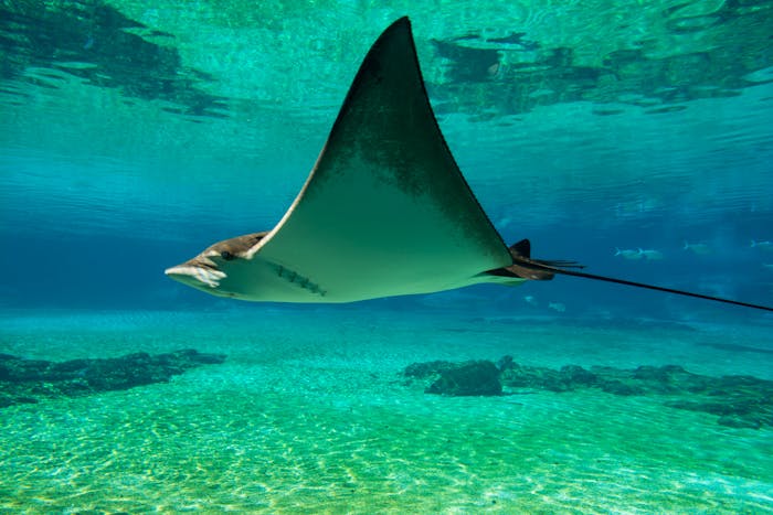 Vibrant underwater view of a manta ray gliding through clear blue waters.