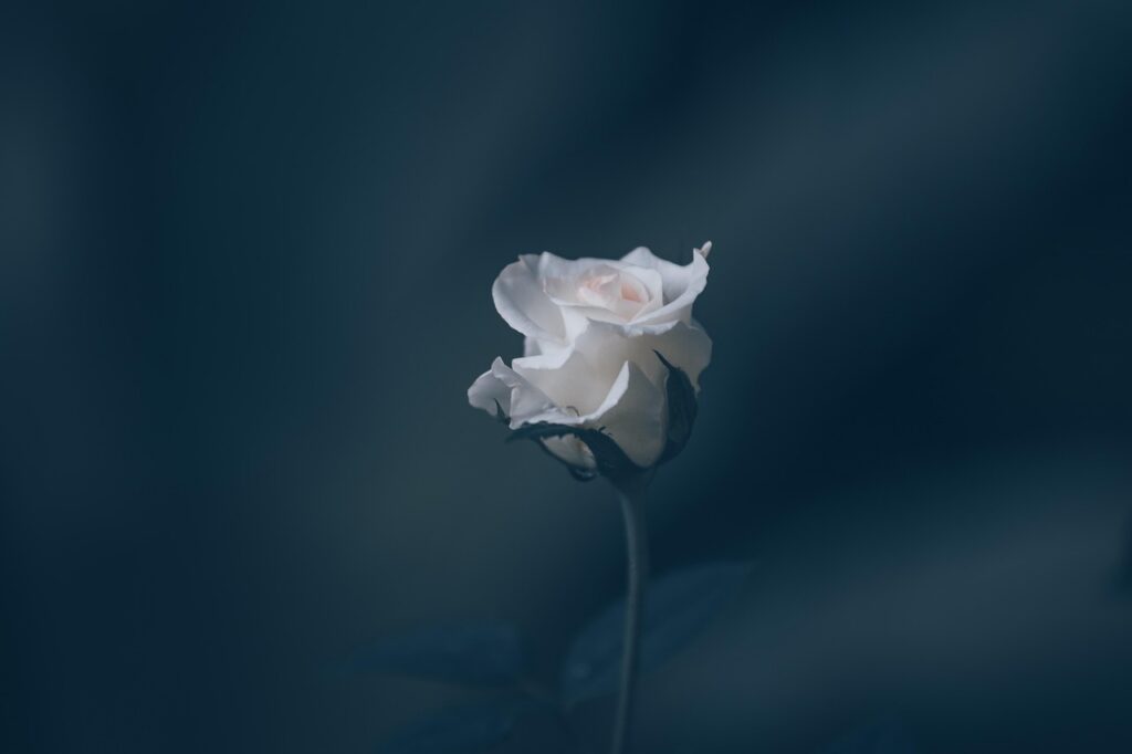 rose, flower, white rose, rose bloom, petals, rose petals, flower wallpaper, bloom, blossom, rose flower, flora, horticulture, flower background, beautiful flowers, botany, plant, nature, close up