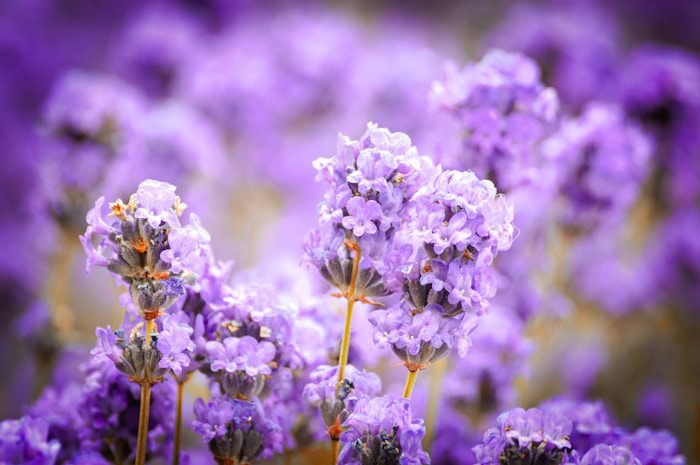 A bunch of purple flowers in a field