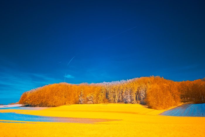 a yellow field with trees in the background