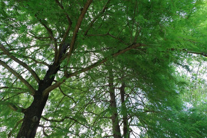 A group of tall trees in a forest