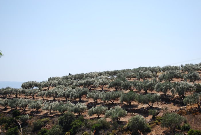 a hill covered in lots of trees on top of a hill